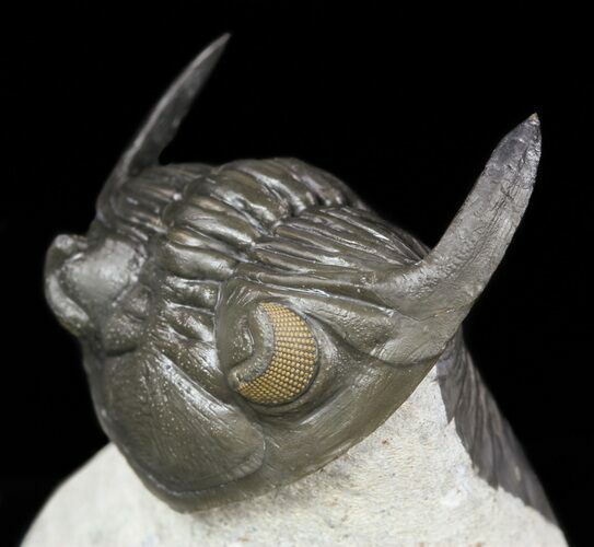 Detailed, Hollardops Trilobite - Orange Eyes #57782